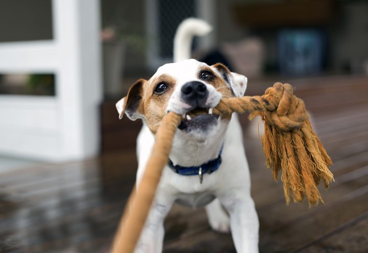 Los perros entienden palabras aunque no las pronuncien sus dueños