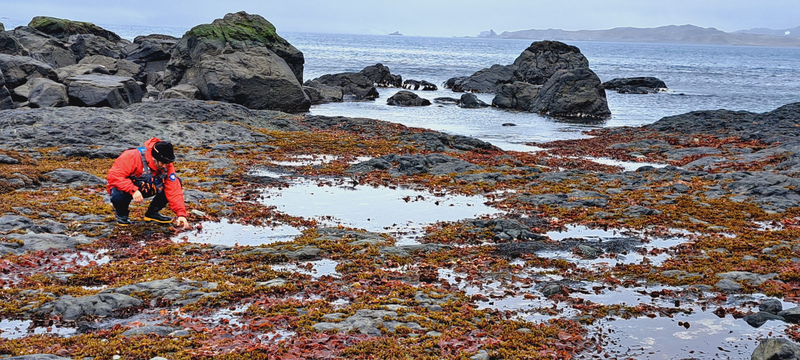 Microorganismos son clave para que algas antárticas resistan el cambio climático