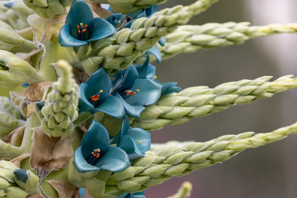 Puya: La fascinante planta que sorprende con una triple floración en la U. de Concepción