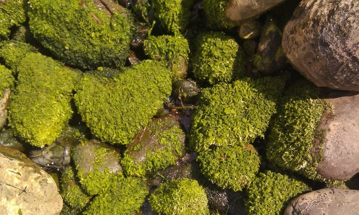 Investigadora chilena descubre cómo el cobre puede acumularse en algas