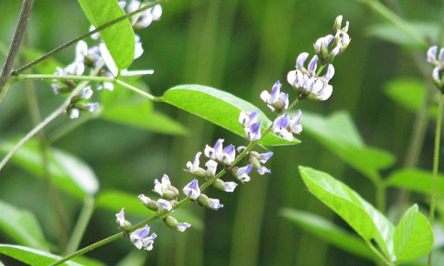 Culén: La planta endémica chilena con potencial para tratar herpes