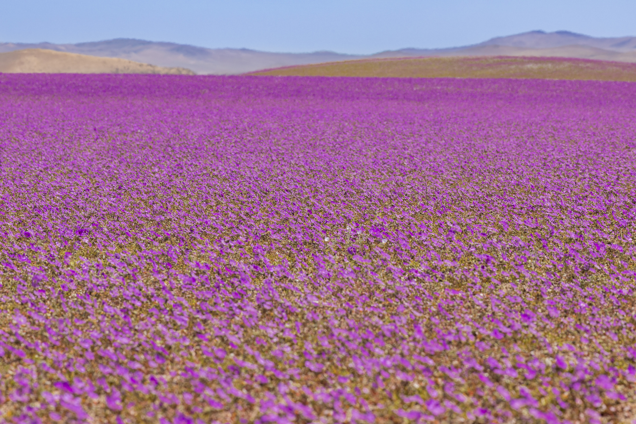 El colorido mundo de las plantas que aparecen en el Desierto Florido