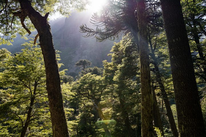 Plantas nativas: ¿Protectoras o impulsoras del fuego?