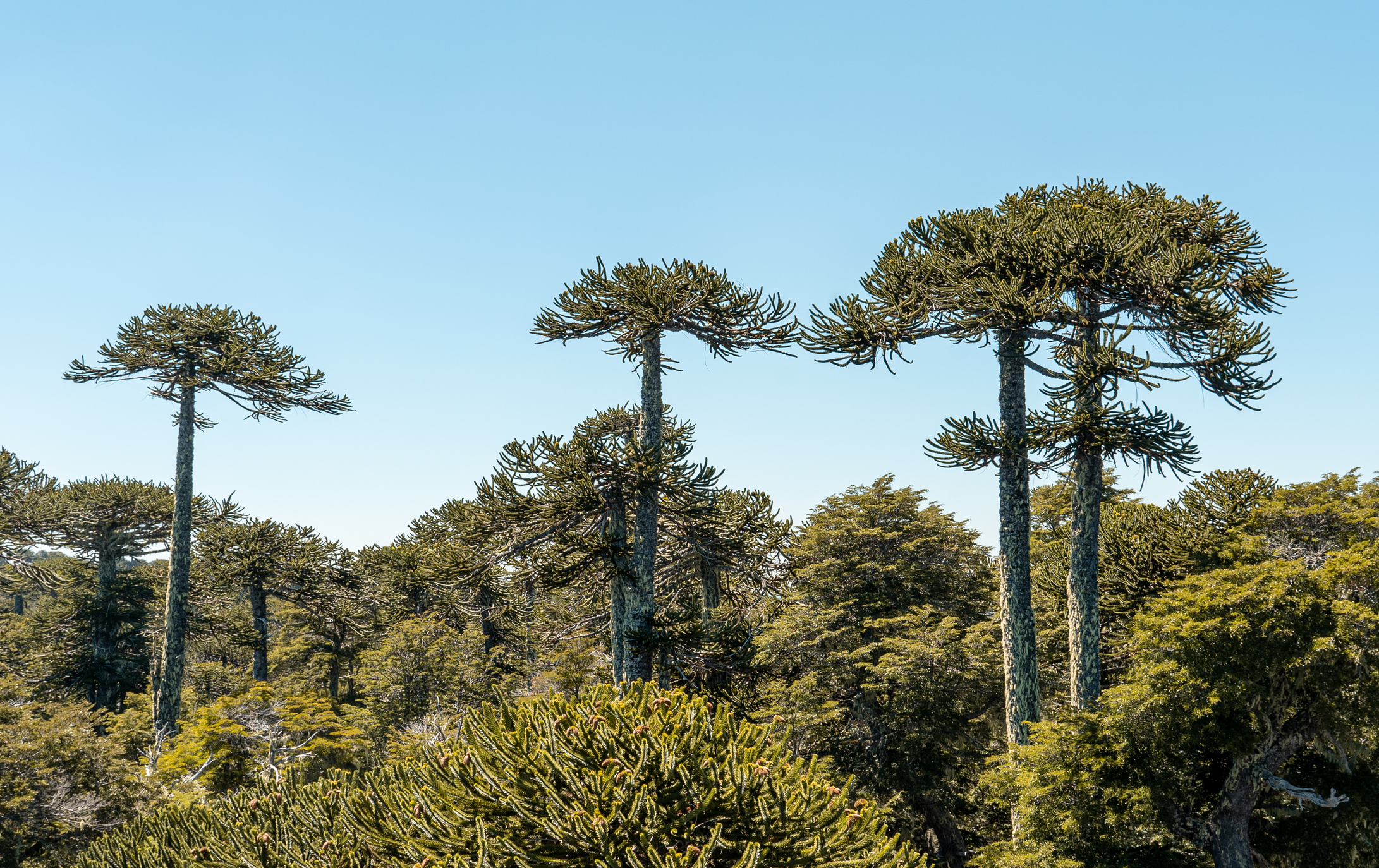 Secuencian por primera vez el genoma de la Araucaria chilena para su conservación