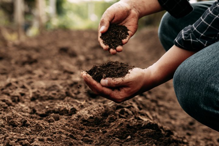 Innovación en base a microorganismos busca restaurar suelos de incendios forestales