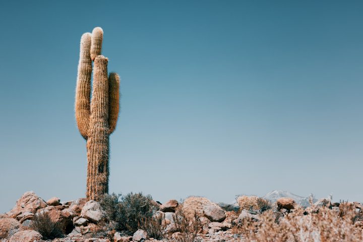 Escolares de Mejillones exploran supervivencia de cactus en Marte