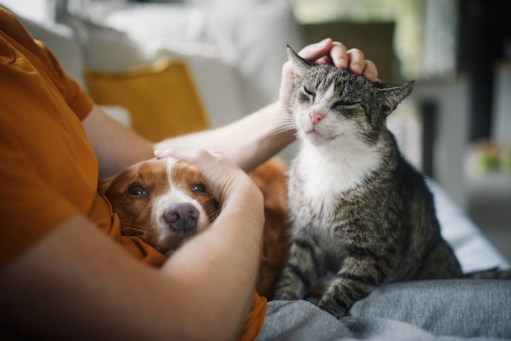 Lo que debes saber para cuidar a tu mascota en estas Fiestas Patrias