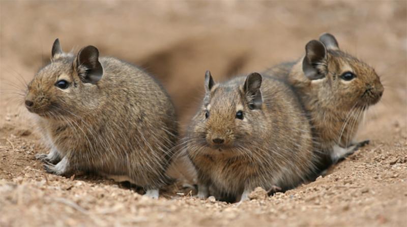 Los animales también juegan: Científico estudia el comportamiento de fauna silvestre