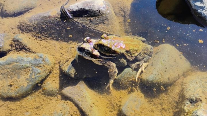 El regreso de los anfibios: lluvias reactivan su reproducción en Coquimbo