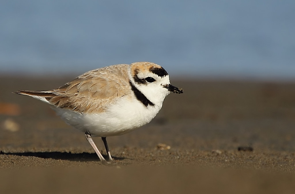 Interponen denuncia por maltrato animal tras atropello de aves en dunas de Ritoque