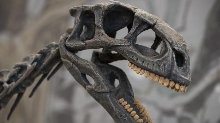 Paleontólogos chilenos usan tecnología para reconstruir el cerebro de los dinosaurios