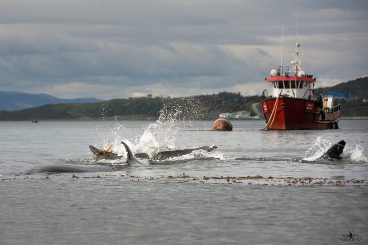 Orcas fueron captadas depredando ballenas sei en Puerto Williams