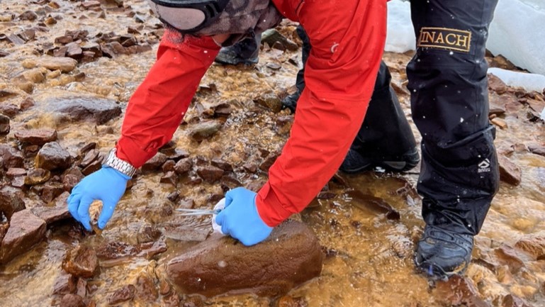 Estudian cómo bacterias antárticas pueden descontaminar el ambiente