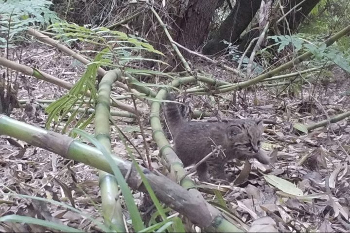 Perros amenazan al gato güiña en el Campus Naturaleza de la U. de Concepción