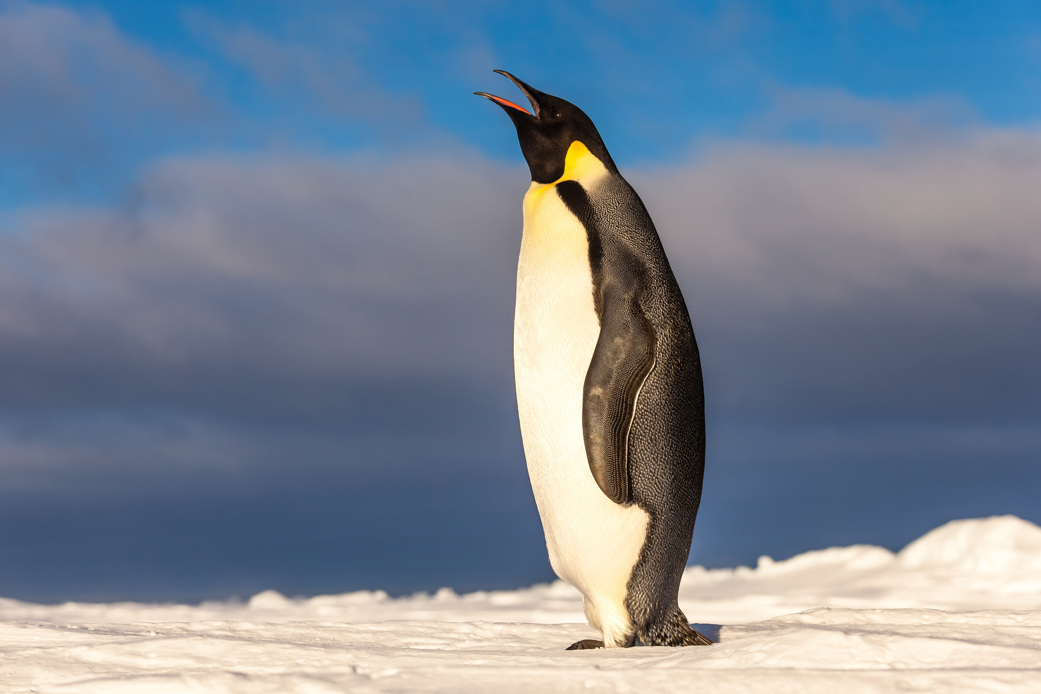 Jóvenes podrán conocer los animales de la Antártica con realidad aumentada