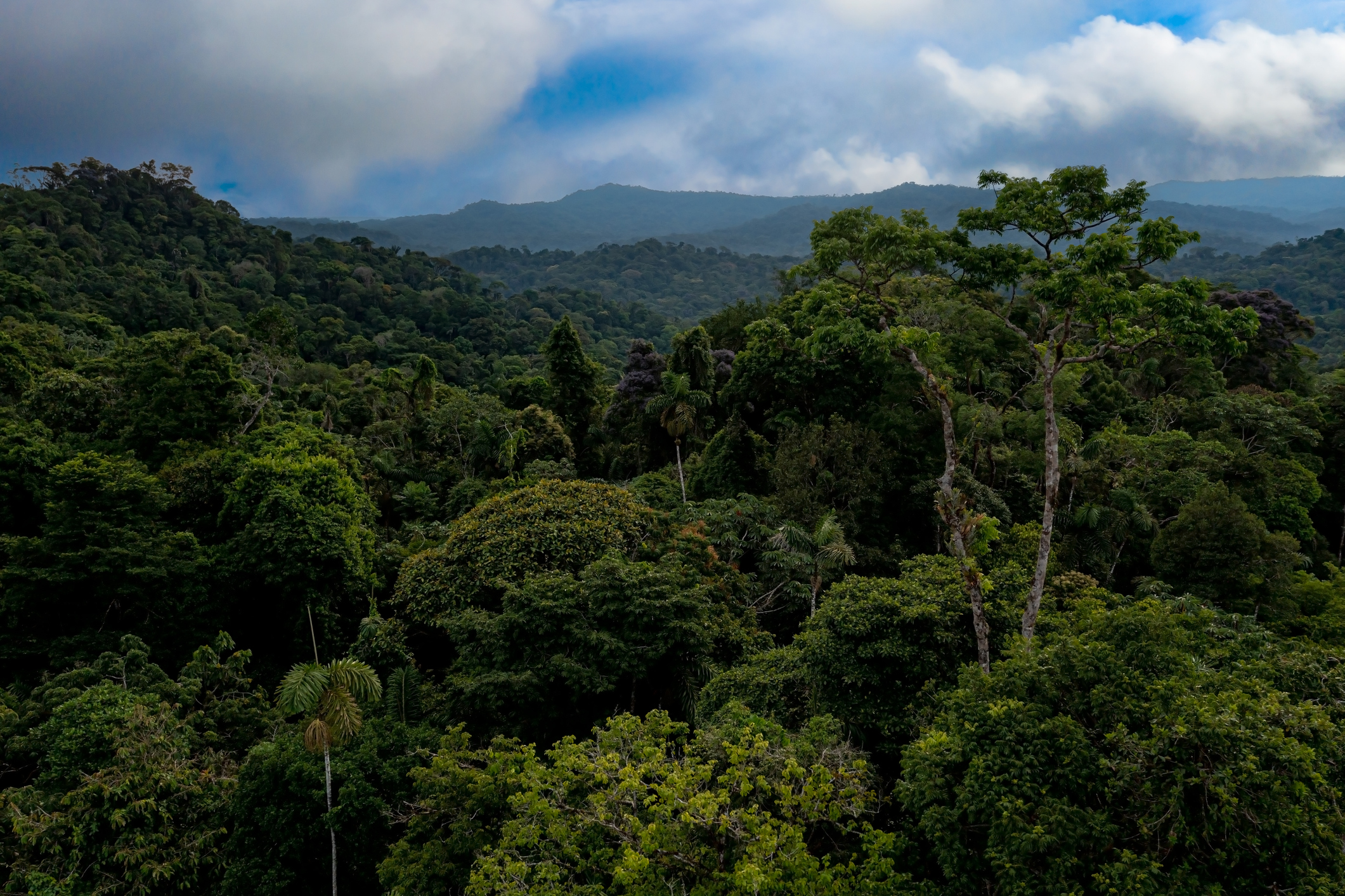 Estudio alerta por altas temperaturas en bosque tropicales y el riesgo para las especies