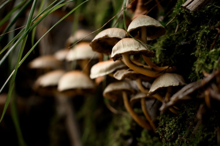 Chile y Reino Unido firman histórico compromiso para proteger al reino fungi