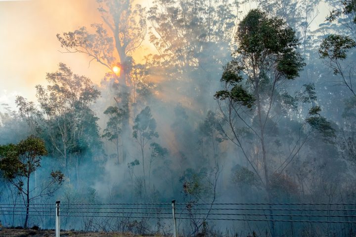 En la COP16 advierten que más de un tercio de los árboles está en peligro de extinción