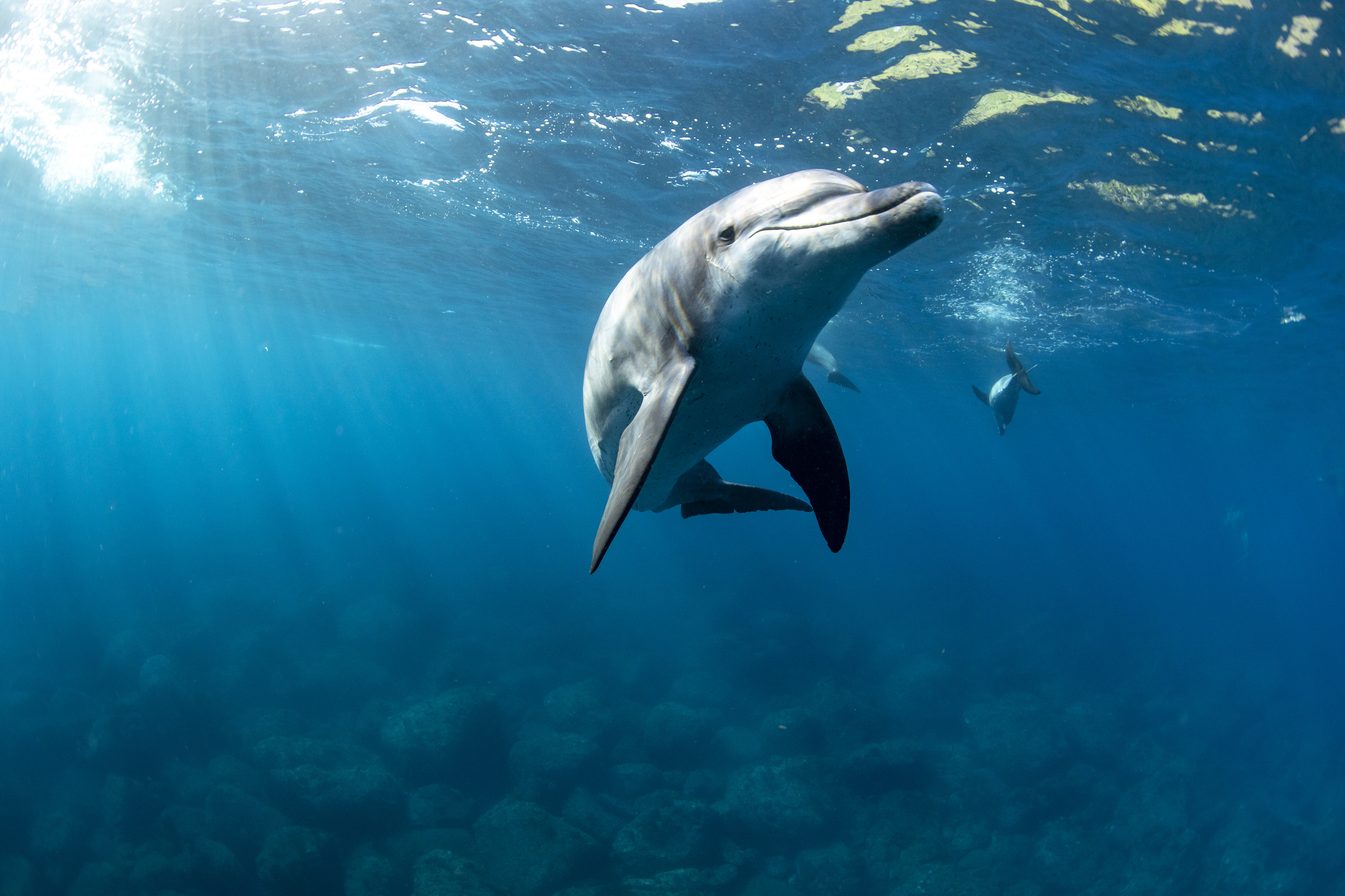 Los delfines se sonríen entre ellos mientras juegan