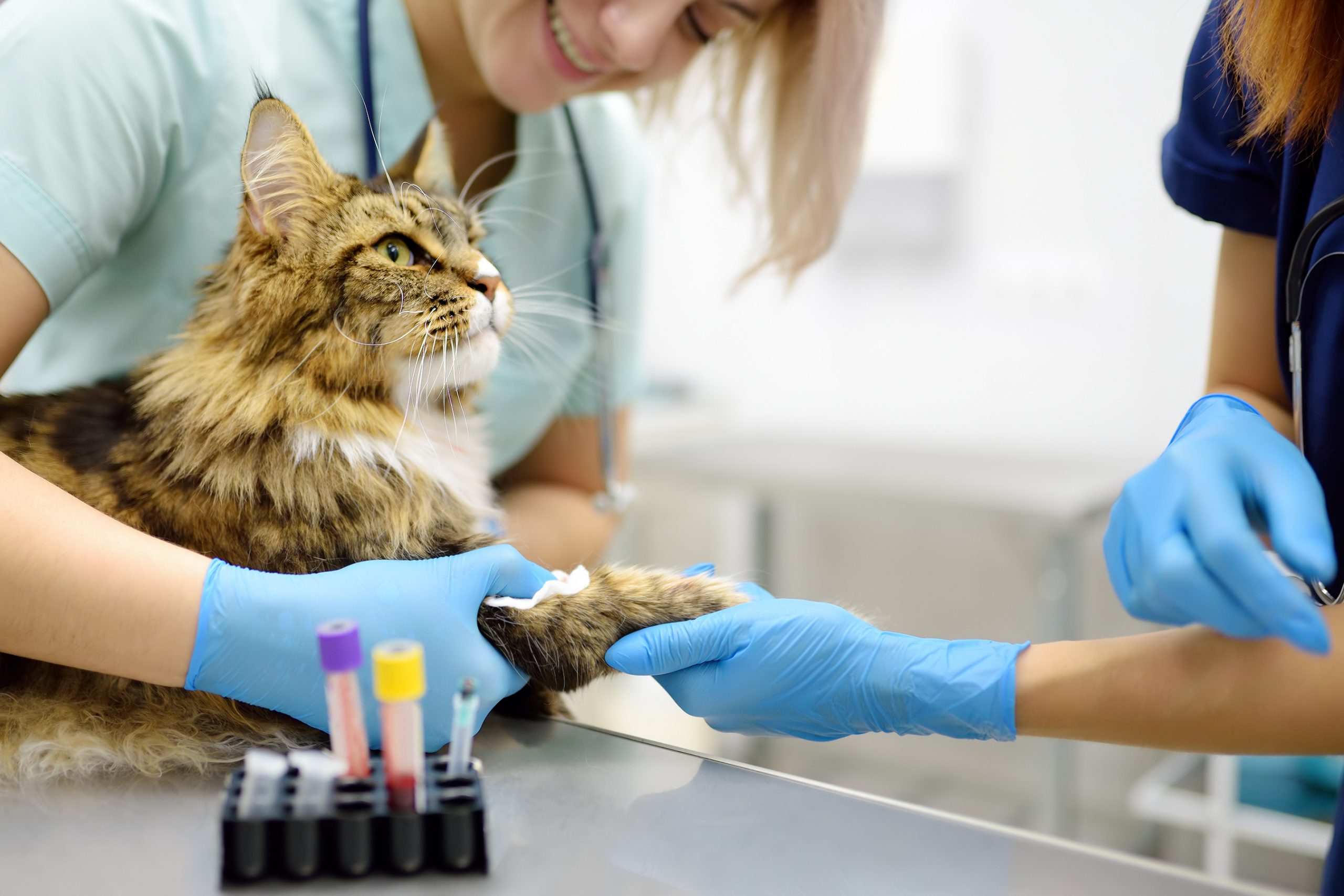 Desparasitación y protección solar entre los cuidados básicos de mascotas en primavera