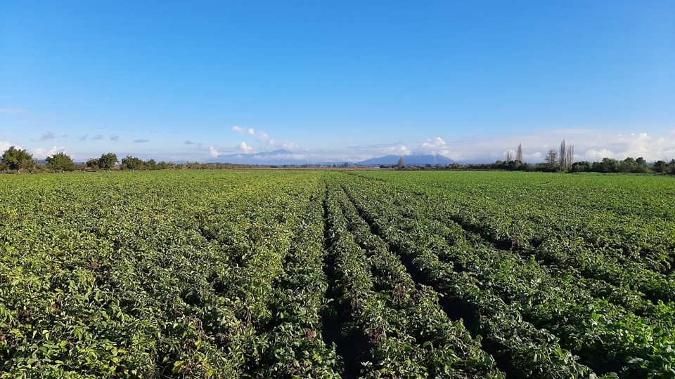 Startup chilena usa bacterias para desarrollar soluciones en agricultura y otras industrias