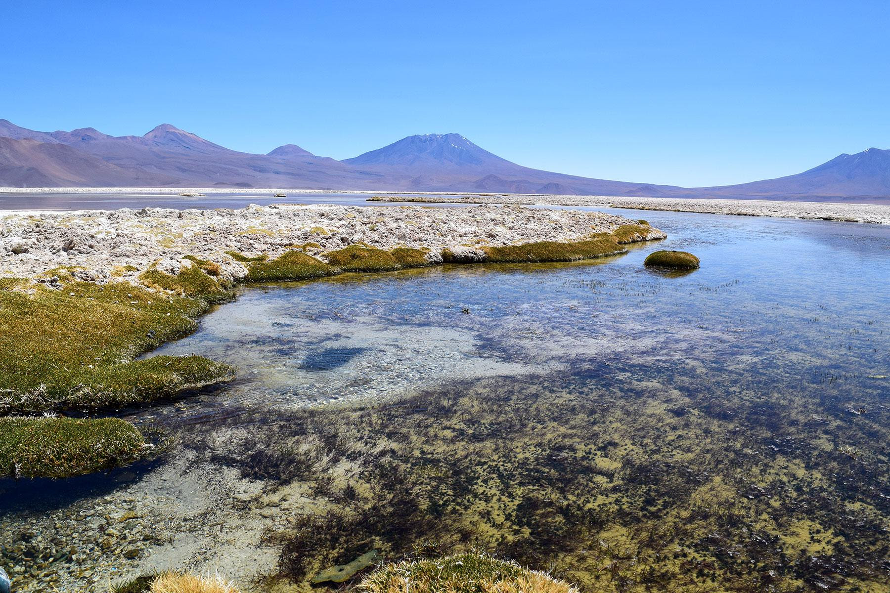 Descubren nuevas especies microbianas en el Salar de Ascotán