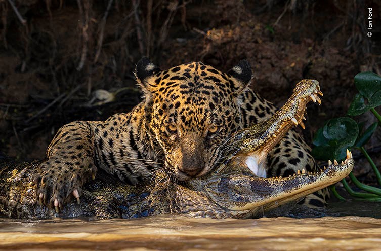 Las imágenes finalistas del Wildlife Photographer of The Year 2024