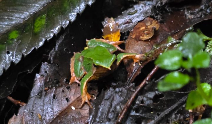 Ranita de Darwin es encontrada por primera vez en el Parque Nacional Queulat