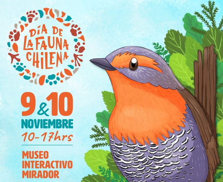 MIM tendrá actividades gratuitas este fin de semana por el Día de la Fauna Chilena