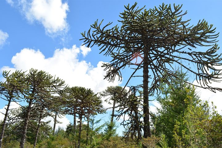 La cruzada de un investigador sureño por salvar las araucarias que quedan en Chile