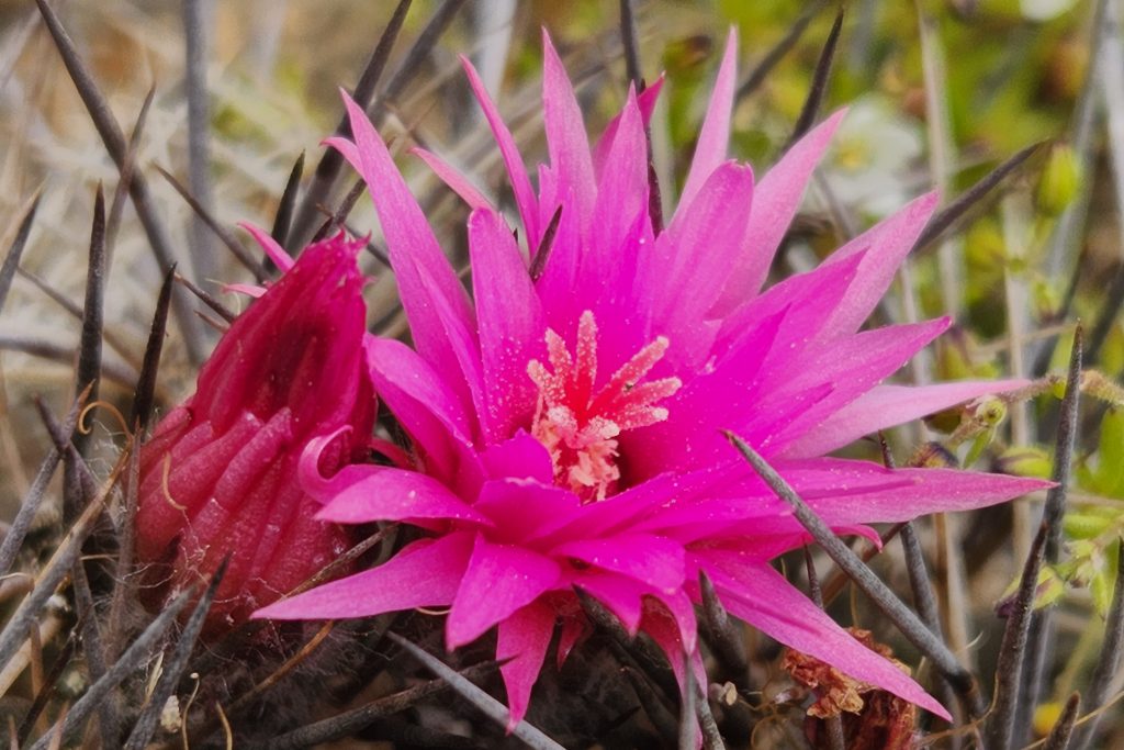 Revelan rol de la camanchaca y las lluvias en la adaptación de los cactus en el desierto