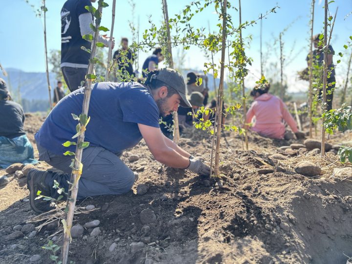 700 nuevos árboles serán plantados este año en la ribera del Mapocho en Talagante