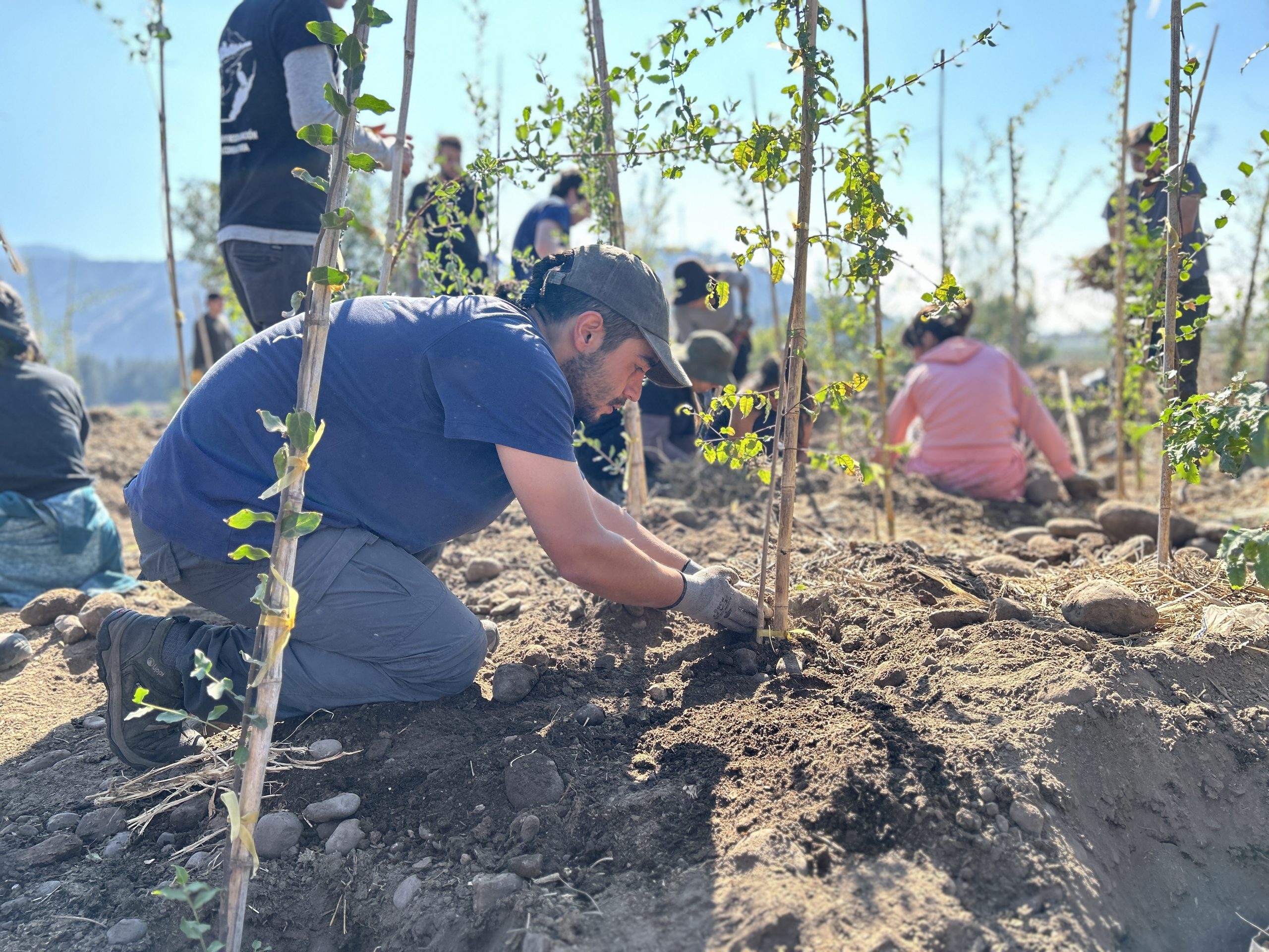 700 nuevos árboles serán plantados este año en la ribera del Mapocho en Talagante