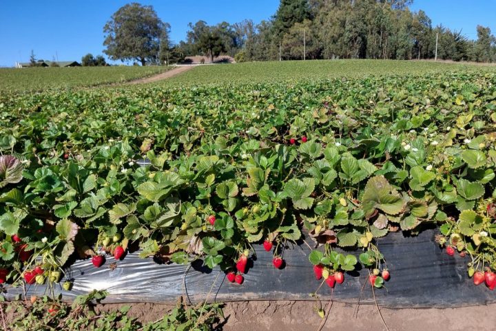 Los microplásticos afectan el crecimiento de plantas, raíces y frutos