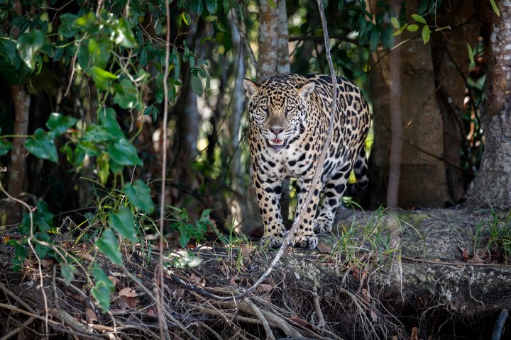 Día Mundial de la Conservación del Jaguar: El felino más grande de América