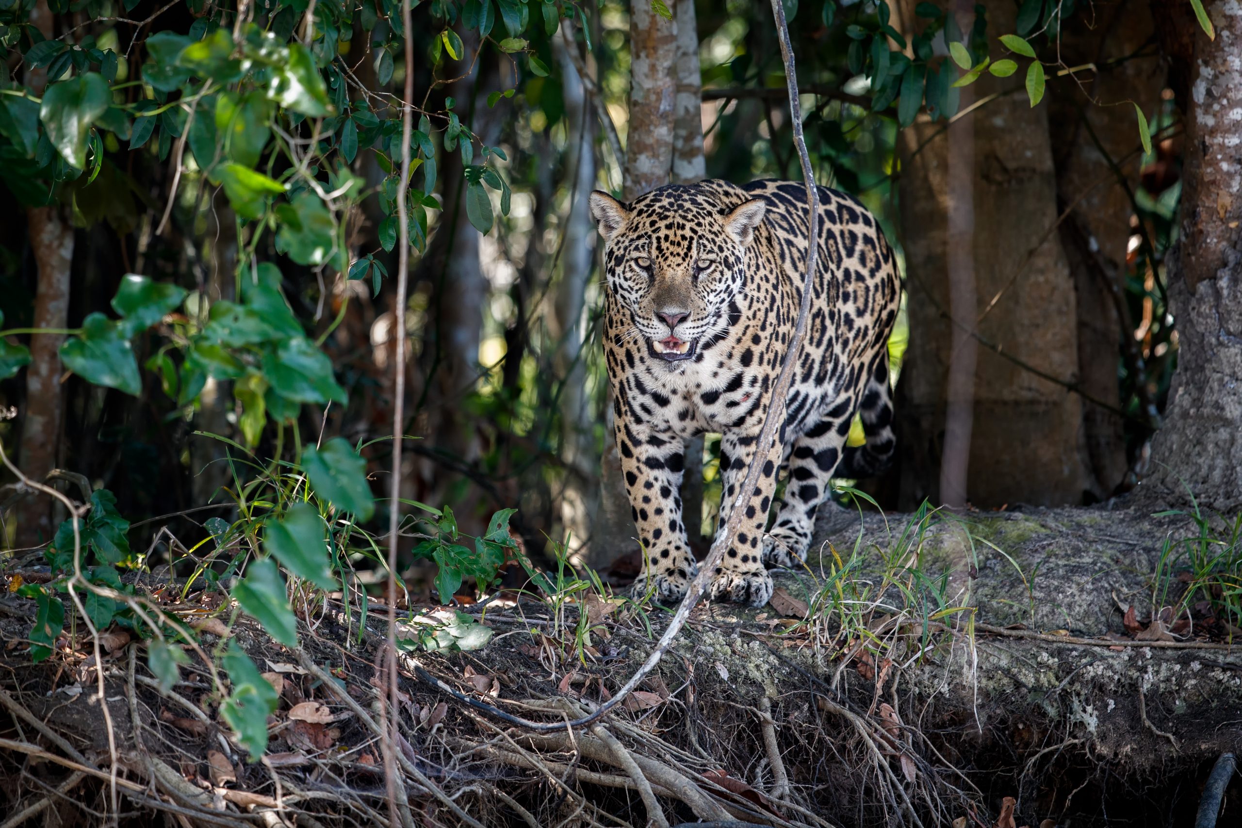 Día Mundial de la Conservación del Jaguar: El sorprendente felino americano