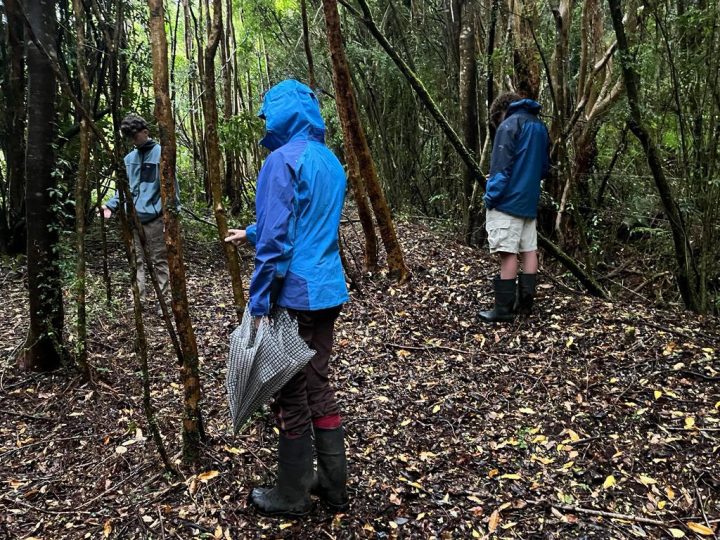 Inauguran la primera Asociación de Guías de Baños de Bosque en Chile