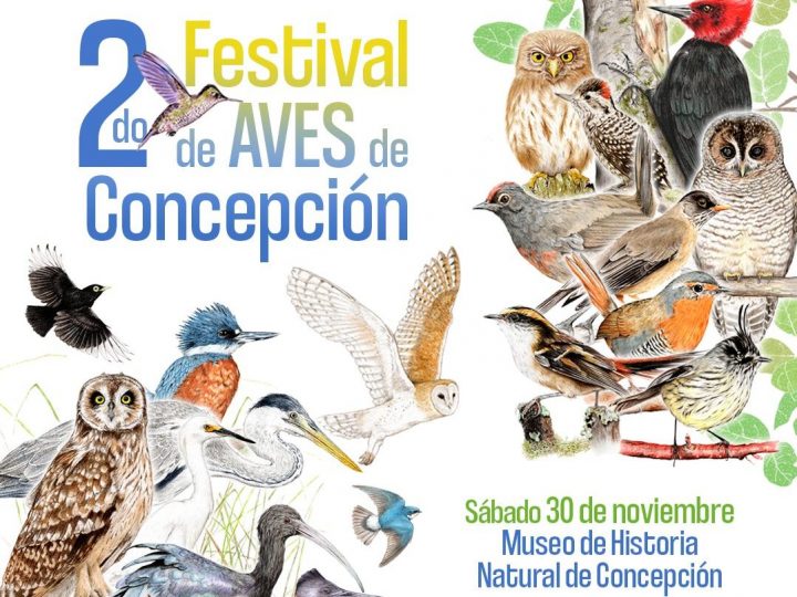 Festival de Aves de Concepción 2024 ofrecerá charlas y excursiones gratuitas