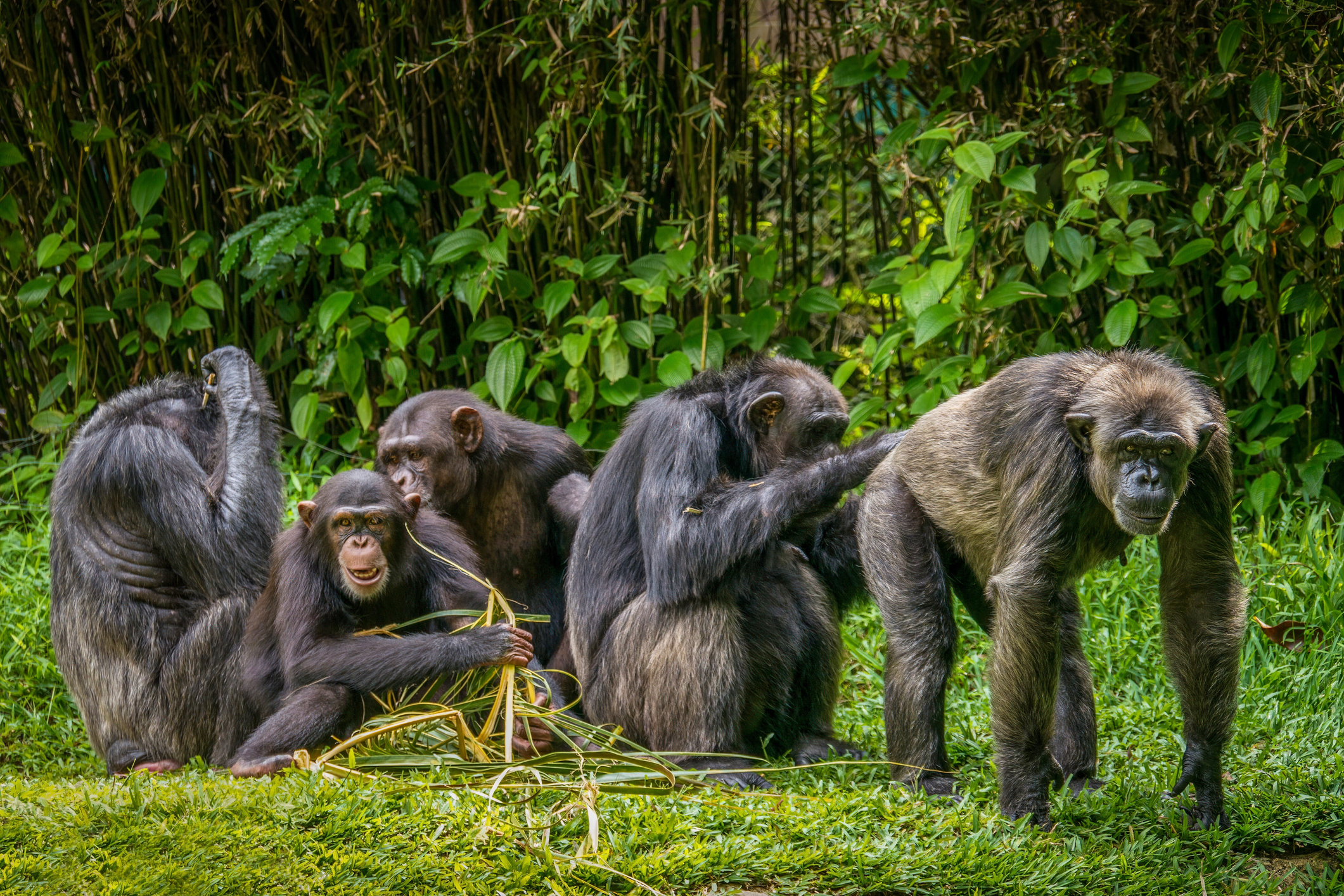 Los chimpancés son más propensos a acicalarse o jugar si ven a otros hacerlo primero