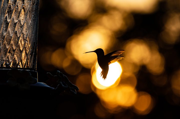 Nueva Norma busca proteger a la fauna chilena de la contaminación lumínica