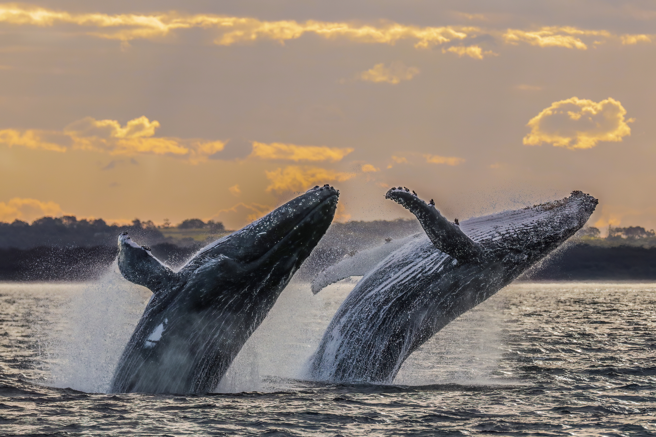 Ballenas muertas en la Patagonia chilena aparecieron en las pantallas de Nueva York