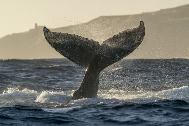 Admiten querellas contra responsables de la muerte de ballenas en Patagonia