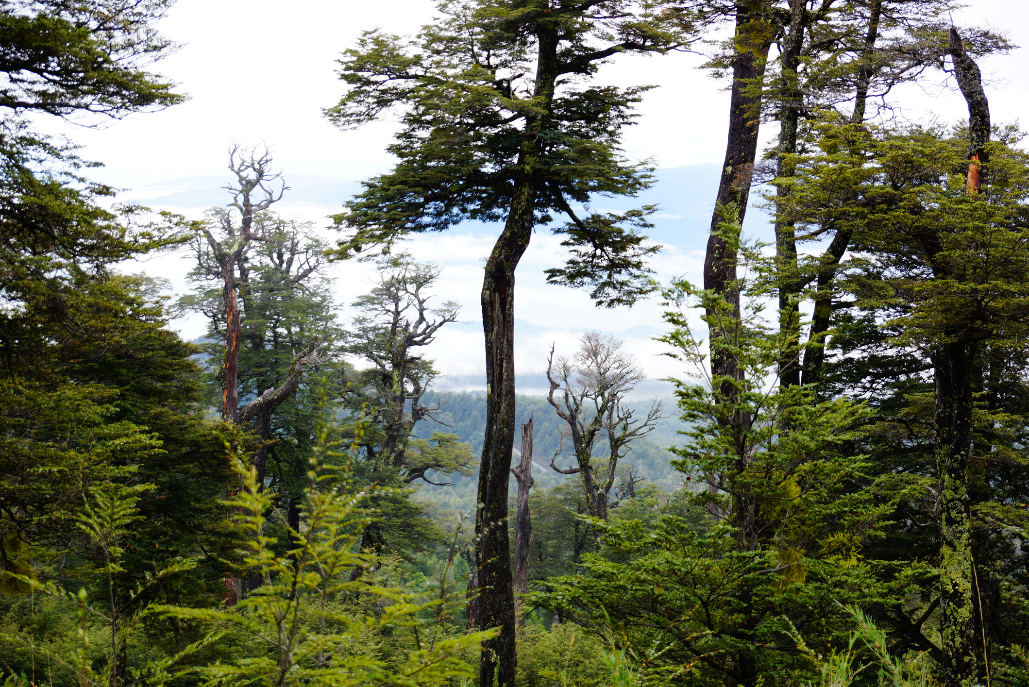 La acción humana acelera el impacto del cambio climático en bosques del sur