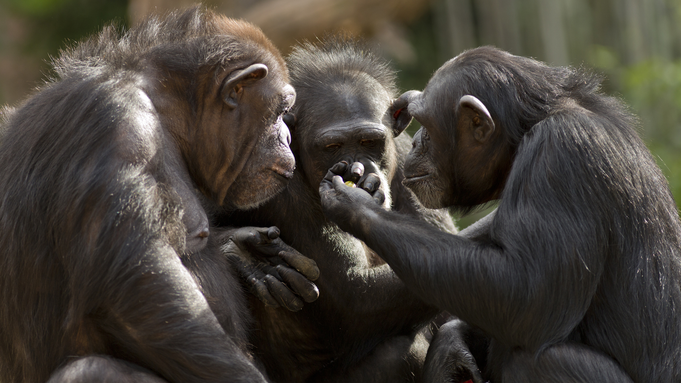 Chimpancés rinden mejor en tareas difíciles si tienen público