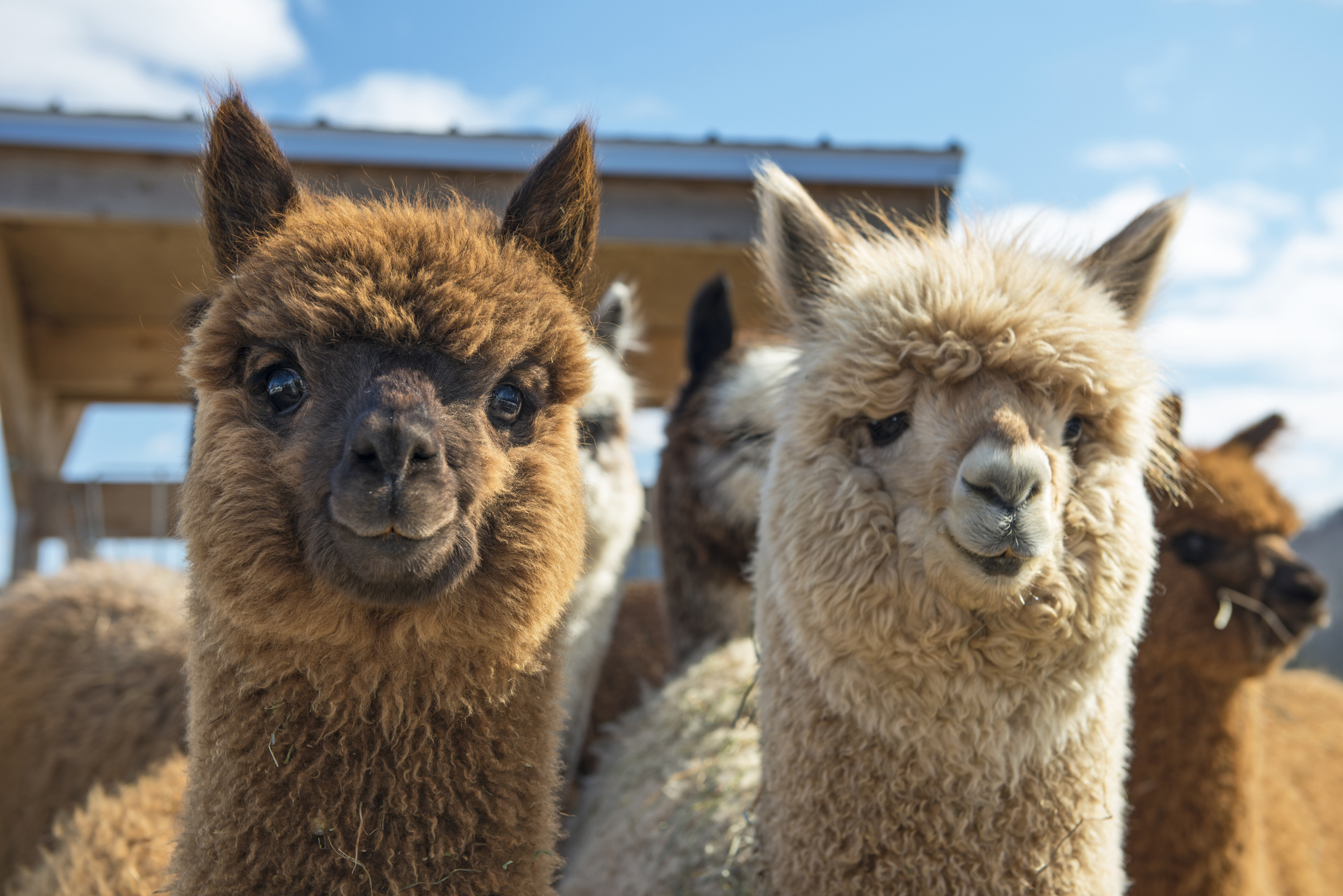 Desarrollan en Chile terapia contra el hantavirus usando nanoanticuerpos de alpaca