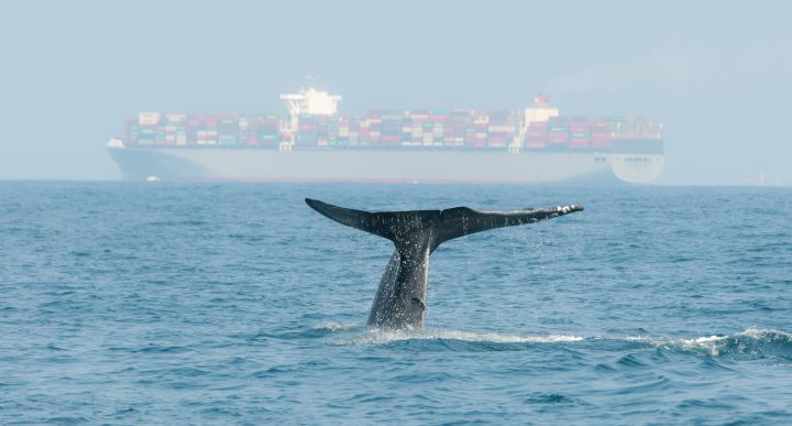 Las zonas críticas de colisión de ballenas con barcos casi no tienen medidas de protección