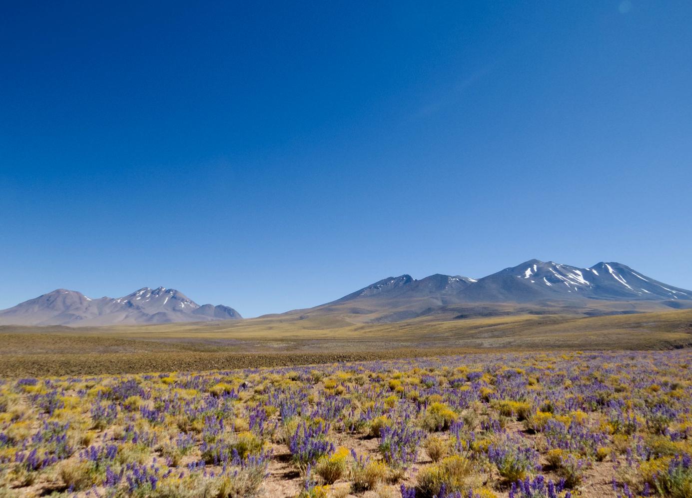 Bacterias del desierto de Atacama tienen potencial anticancerígeno