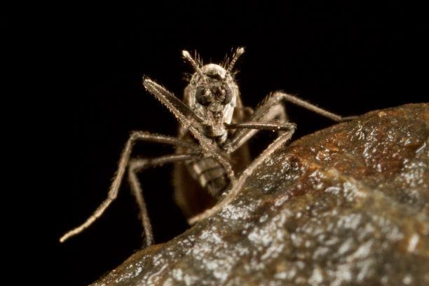 Mosca antártica: La centinela del cambio climático en el continente blanco