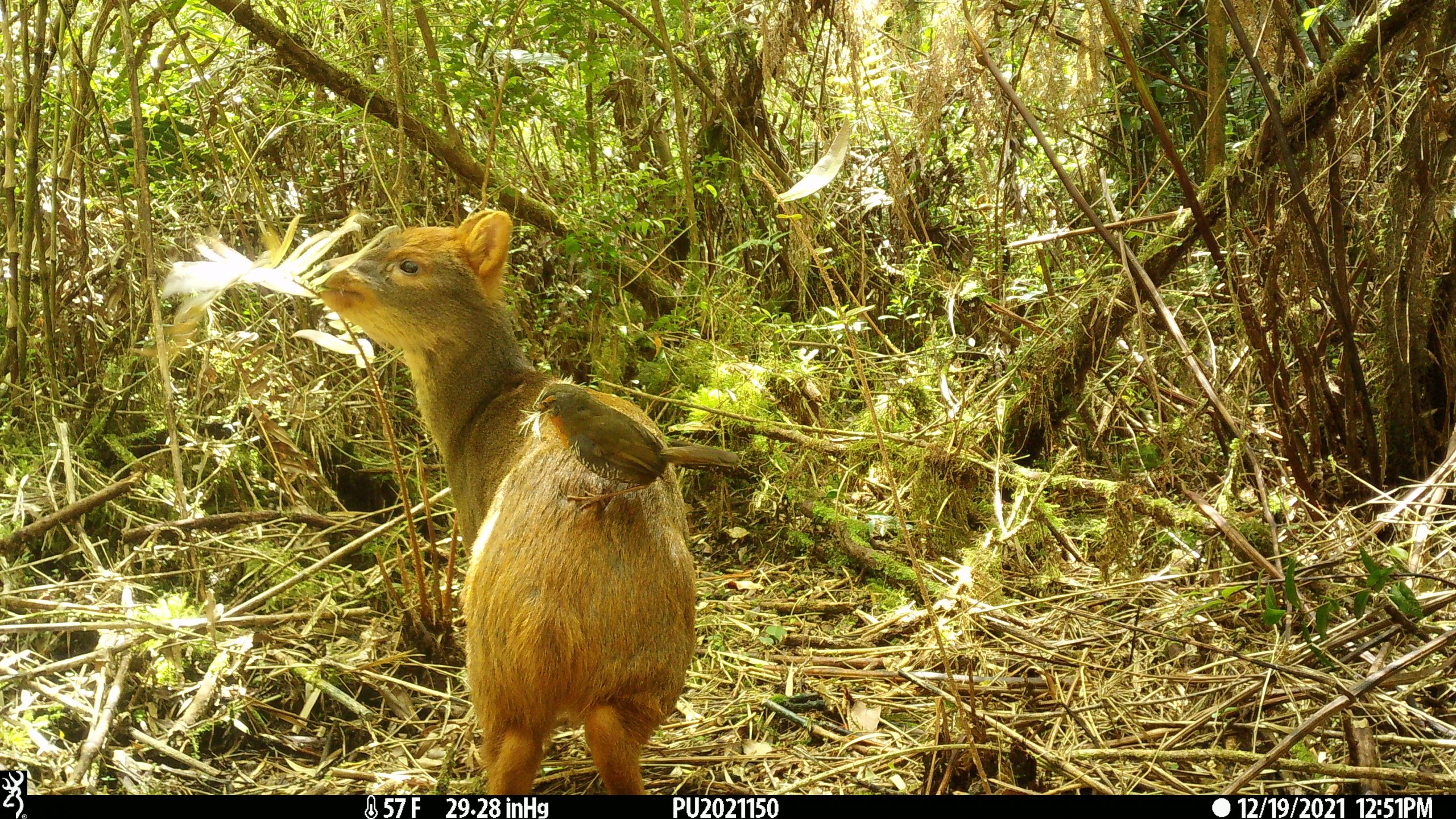 La sorprendente relación entre un chucao y un pudú en el Parque Nacional Pumalín