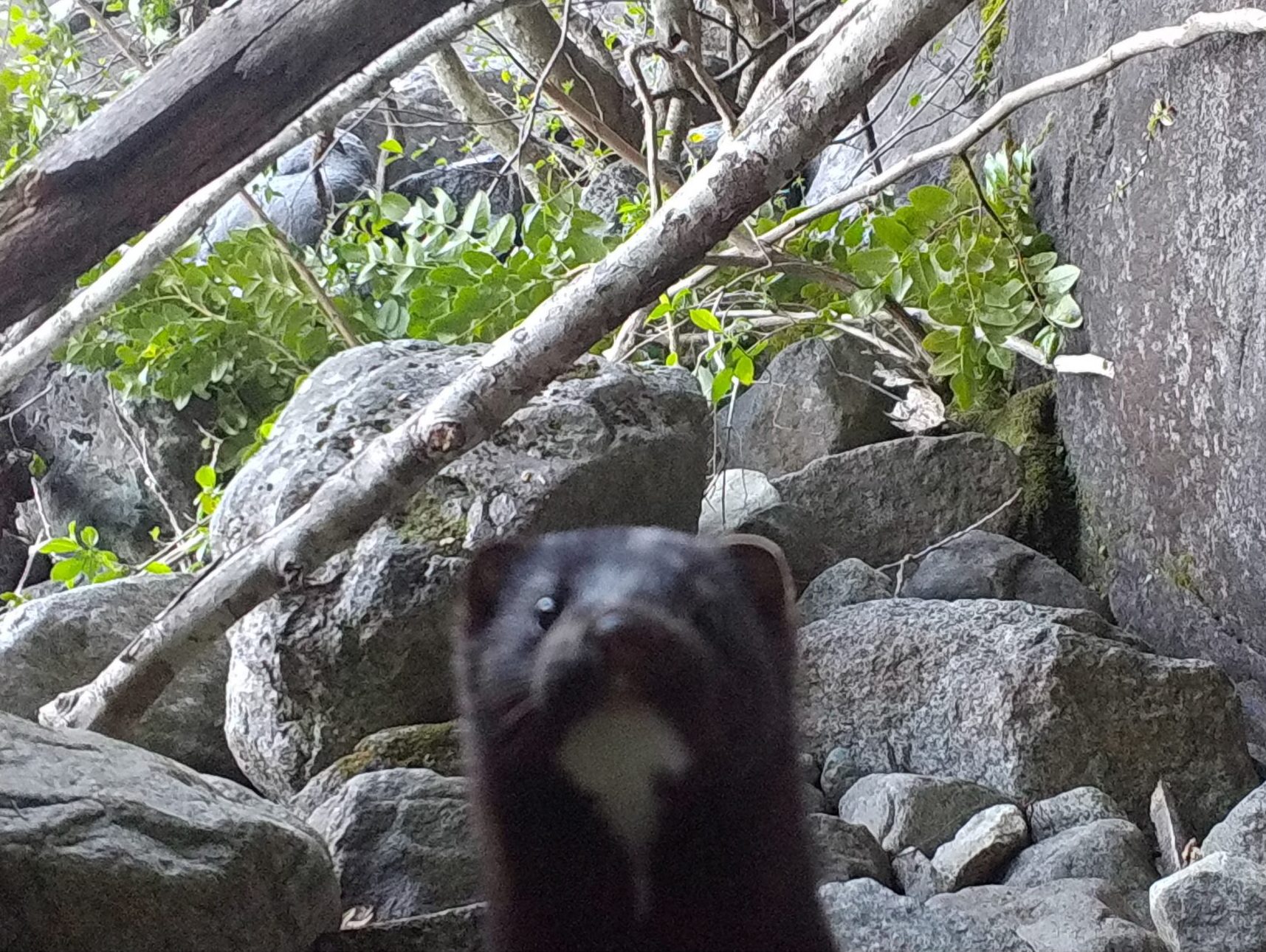 Detectan por primera vez un visón en Torres del Paine: ¿Qué se sabe de esta especie invasora?